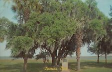 Lanier Oak ‘Neath This Tree Stood Sidney Lanier Georgia Vintage Postcard picture