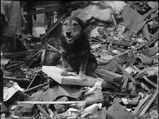 WWII B&W Photo Dog Sitting on Rubble of London Blitz Damage  WW2  / 1309 picture