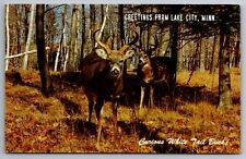 Postcard Greetings from Lake City Minnesota Curious White Tail Bucks  F 20 picture