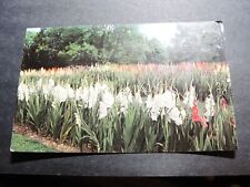 Kingwood Center, Mansfield, Ohio - Gladiolus - 1960s Unposted Postcard. picture