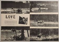 1948 Magazine Photos Bull Moose in the Rut Gets Called by Helene Fischer picture