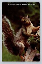 Evart MI-Michigan, Scenic Greetings, Scenic View Squirrel, Vintage Postcard picture