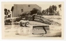1937 vintage photo DOUBLE EXPOSURE elephant polar bear SAN DIEGO ZOO 1930s GREAT picture