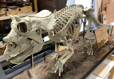 3d printed Triceratops horridus baby skeleton model dinosaur 1:1 picture