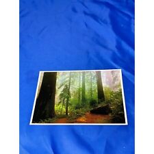 Morning mist California’s coastal redwoods postcard redwood prints for framing picture