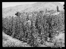 Farm Life,Cache County,Utah,UT,Farm Security Administration,August 1940,FSA,1 1 picture