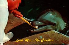 Florida's Fun Loving Porpoise Vintage Postcard - Look Ma....No Cavities.  picture