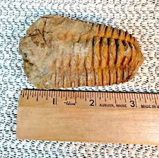 Fossilized Trilobite from Morocco.  96 grams picture