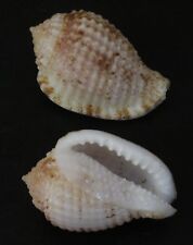 Seashells Morum amabile ULTRA SPECIAL 34.2mm F+++/GEM HARP SNAIL MARINE SPECIMEN picture