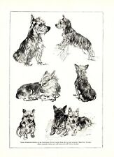 1930s Antique Australian Terrier Dog Art Print Vere Temple Dog Art 3603-N picture