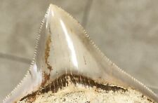 UNCOMMONLY KILLER & WIDE POSTERIOR - Indonesian Megalodon Shark Tooth Fossil picture