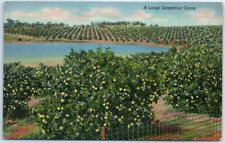 Postcard - A Large Grapefruit Grove picture