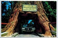 Postcard - Chandelier Drive-Thru Tree - Leggett, California picture