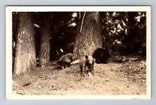 Sequoia National Park CA-California RPPC, Three Cubs, Antique, Vintage Postcard picture