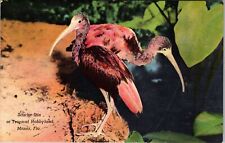 Miami FL-Florida, Scarlet Ibis, Hobbyland Vintage Souvenir Postcard picture