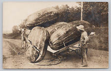 Exaggerated Watermelons on Wagon Centralia IL 1911 RPPC Horse Farmer Agriculture picture