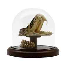 Genuine Eastern Diamondback Rattlesnake Head and Rattle In Glass Display picture