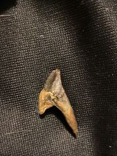 Rooted Triceratops Tooth Rare picture
