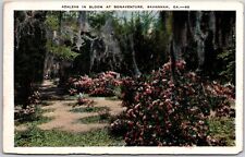 Savannah Georgia Bonaventure Azaleas In Bloom White Border Postcard 1930s  picture