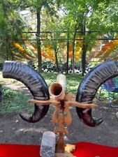 Real buffalo horns , with two small bull horns and with wood stand. picture