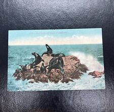 VIntage Postcard Seal Rocks,  several seals sitting on rock in ocean picture