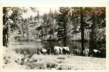 RPPC Postcard Pack Train in the Ruby Mountains Elko NV Horses in River picture