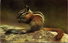 Squirrel Lakair Lodge Monetville Ontario Canada Postcard PM WOB Note Dexter VTG picture