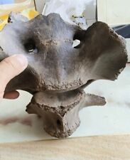 From the Ice Age Spinal bone fossil mammal fossils specimen china bone fossils picture