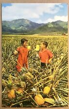 Field Ripe Pineapples Postcard Kids Eating In Field Hawaii Hi Fruit Mountains picture
