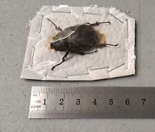 Large Very RARE Male Megasoma punctulatus punctulatum 31mm Arizona Rhino Beetle picture