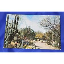 Desert Botanical Garden Postcard Arizona Chrome Divided picture