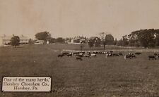Vintage Postcard, HERSHEY, PA, Milk Cow Herd At Hershey Chocolate Company picture