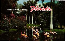 Vintage Postcard- Flamingos, FL 1960s picture