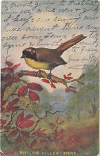 c1900s Maryland Yellow Throat Bird Cursive Postcard North East Bird Watching picture