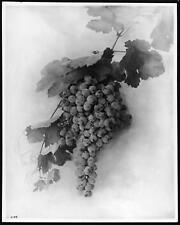 Close-up of a grape cluster 1898 California Old Photo picture