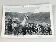 L2 Photo Artistic Cute Pack Of Working Llamas Hauling Hay Grass Cuzco Peru 1964 picture