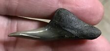 HUMONGOUS RARE LOWER - 1.76” x 0.95” Hemipristis/Snaggle Shark Tooth Fossil picture