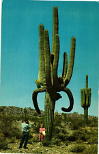 Postcard The World's Largest Giant Saguaro of Arizona picture