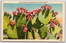 California~Nopal Cactus In Bloom On The Desert~Vintage Linen Postcard picture