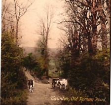 Postcard England Taunton, Old Roman Road, Cows, Divided, Unposted picture
