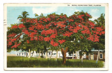 Poinciana Tree FL Postcard Florida c1920s picture