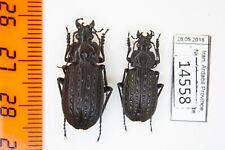 Carabus (Limnocarabus) clathratus stygius Carabidae Iran 2 ex. A1 14558 picture