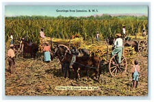 c1950s Carting Out Canes from Field Greetings from Jamaica BWI Postcard picture
