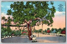 Miami, Florida FL - The Sausage Tree - Kigelia Pinnata - Vintage Postcard picture