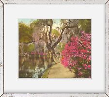 Photo: Magnolia Gardens, Plantation, Postcard, Path, Charleston, SC, South Carol picture