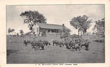 Topeka Kansas~Cattle@ The C W Merriam Farm~B&W c1906 UDB Postcard picture