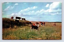 White Faced Hereford Cows Cattle Beef on the Hoof Postcard picture