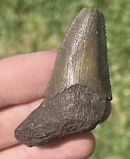 Florida Auriculatus Sharks Tooth RARE 2.1” Eocene Age Megalodon Relative Shark picture
