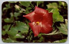Florida Tropical Hibiscus Flower Blossom Scenic Foliage Chrome Postcard picture