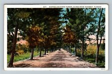 Dixie Highway, Fl-Florida, Tunnel Australian Pines, Vintage Postcard picture